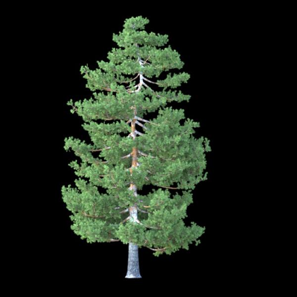PinusCembra - دانلود مدل سه بعدی درخت کاج Tree - آبجکت سه بعدی درخت کاج Tree - دانلود آبجکت سه بعدی درخت کاج Tree -دانلود مدل سه بعدی fbx - دانلود مدل سه بعدی obj -PinusCembra 3d model free download  - PinusCembra 3d Object - PinusCembra OBJ 3d models - PinusCembra FBX 3d Models - 